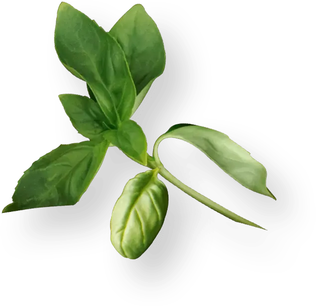 banner shape